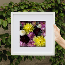 Load image into Gallery viewer, Art Print - Dahlia Delight