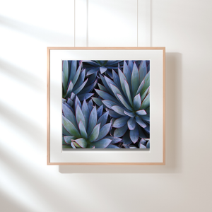 Art Print - Botanical Agave