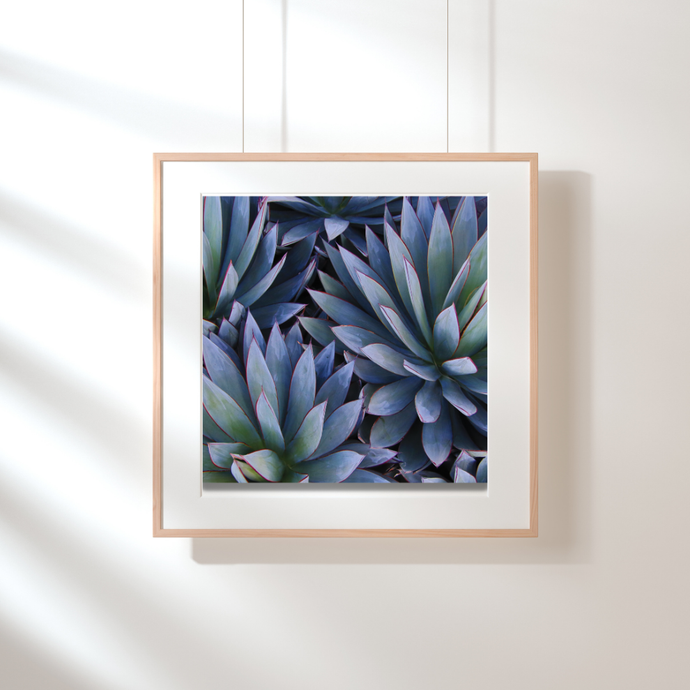 Art Print - Botanical Agave