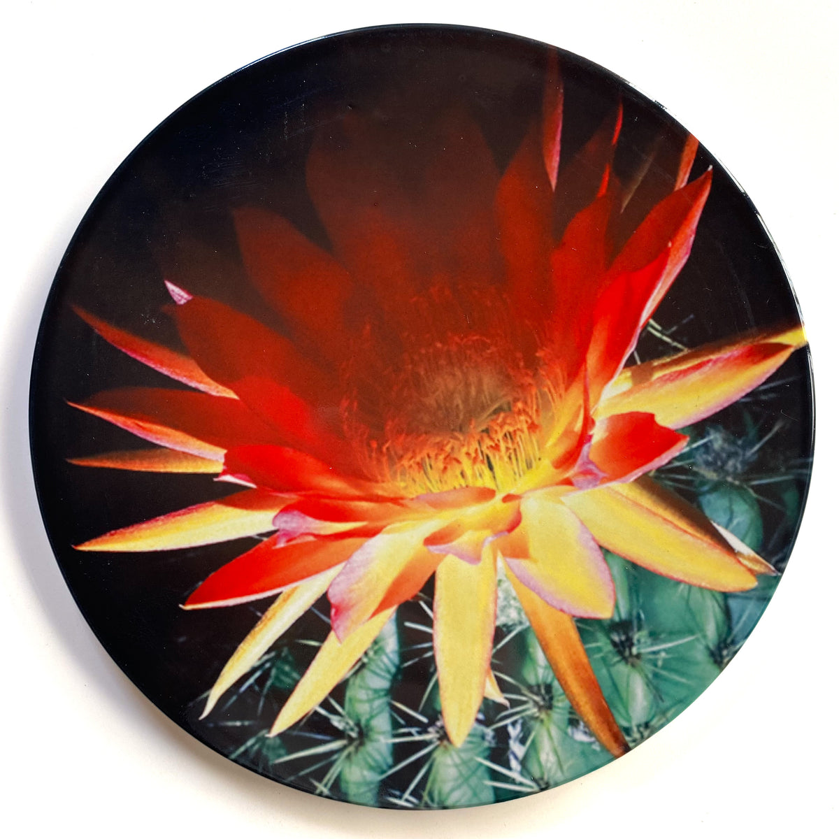 Ceramic Wall Art Tile 20cm - Cactus Bloom – Creative Addictions